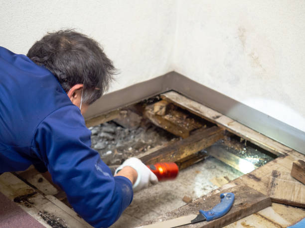 Best Professional Mold Removal  in West Hamburg, PA