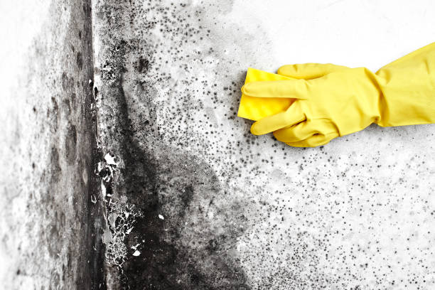 Best Commercial Mold Removal  in West Hamburg, PA