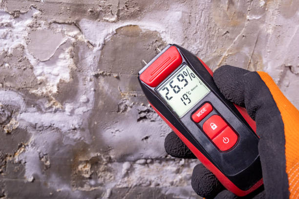 Best Mold Damage Repair  in West Hamburg, PA