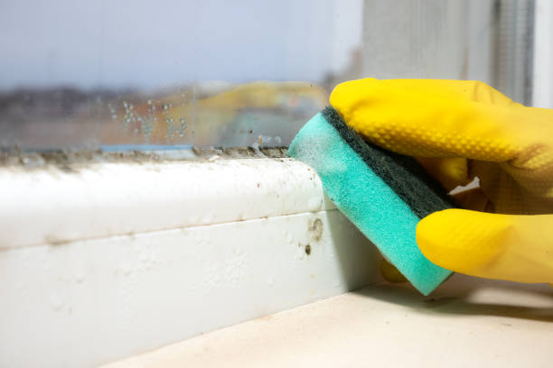 Best Mold Removal Company Near Me  in West Hamburg, PA