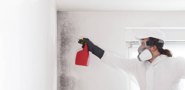 Attic Mold Removal in West Hamburg, PA