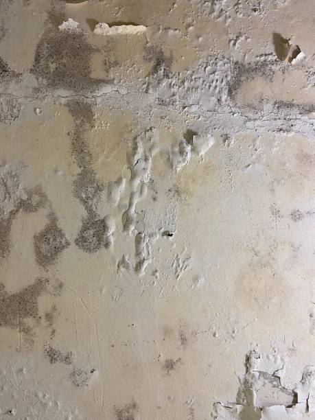 Best Professional Mold Removal  in West Hamburg, PA
