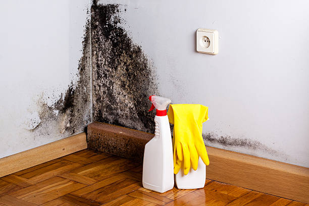 Certified Mold Removal in West Hamburg, PA